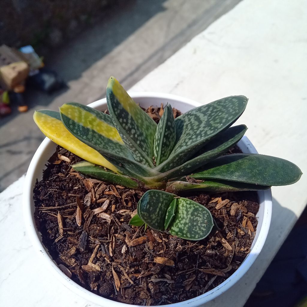 Gasteria fuji mini | Dekorasi rumah | Tanaman Hias | sukulen