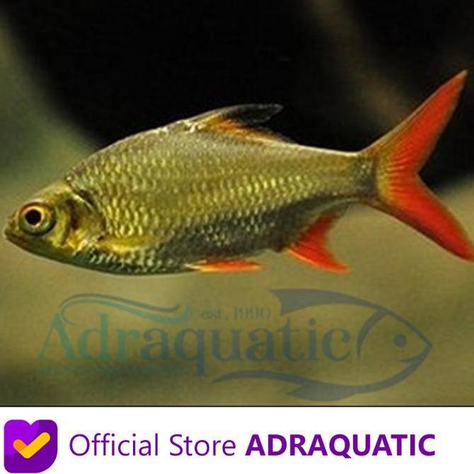 Sasana- Ikan Hias Kapiat Biasa Kaviat Kafiat Tinfoil Barb Air Tar