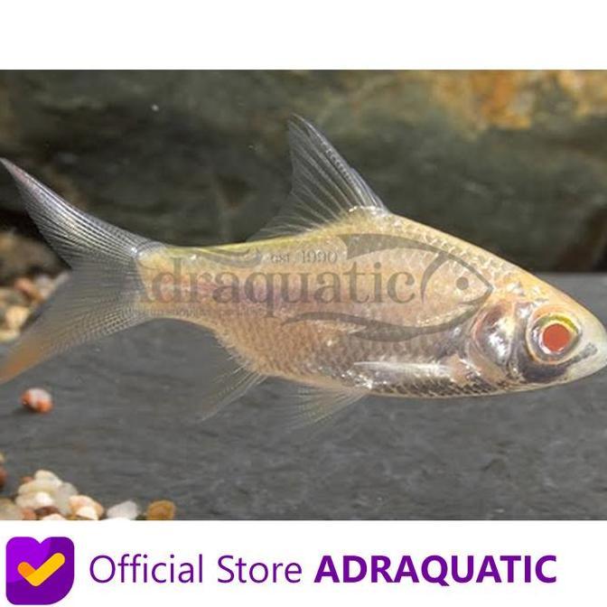 Sasana- Ikan Hias Kapiat Albino Kaviat Kafiat Tinfoil Barb Air Tar