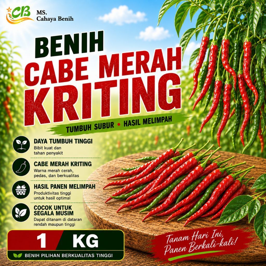 [ 1 KG ] Benih cabe merah kriting | bibit biji cabe | cabai kriting | cabe merah kriting