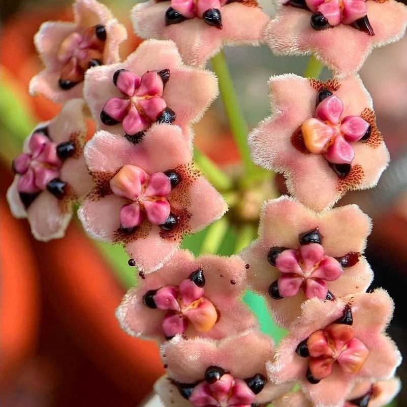 tanaman hoya diversifolia varigata (maharani)