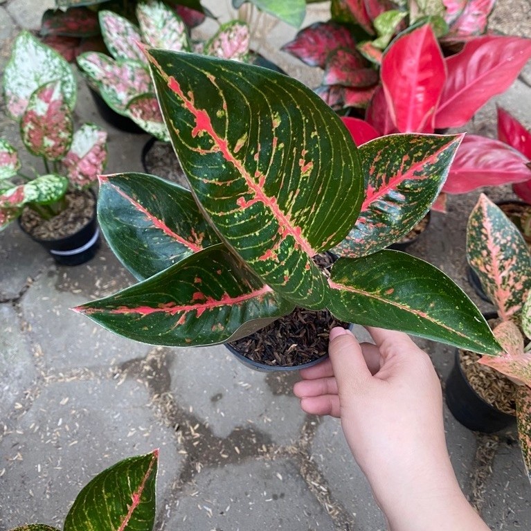 AGLAONEMA ADELIA