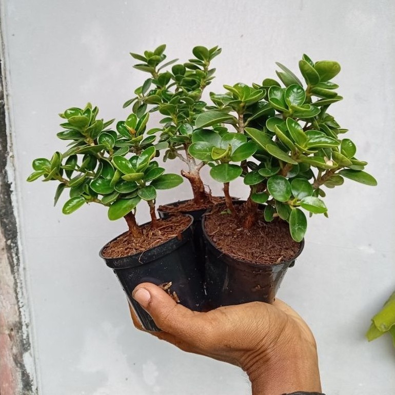 bonsai dolar mangkok super micro siap pajang zize mame