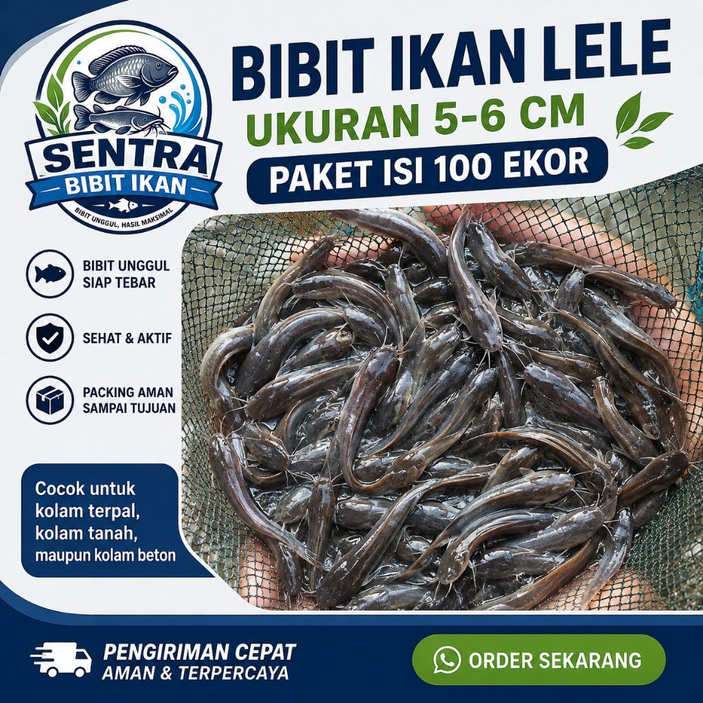 Bibit ikan lele Paket 100 ekor - lele ukuran 5-6 cm - bibit ikan lele - bibit ikan
