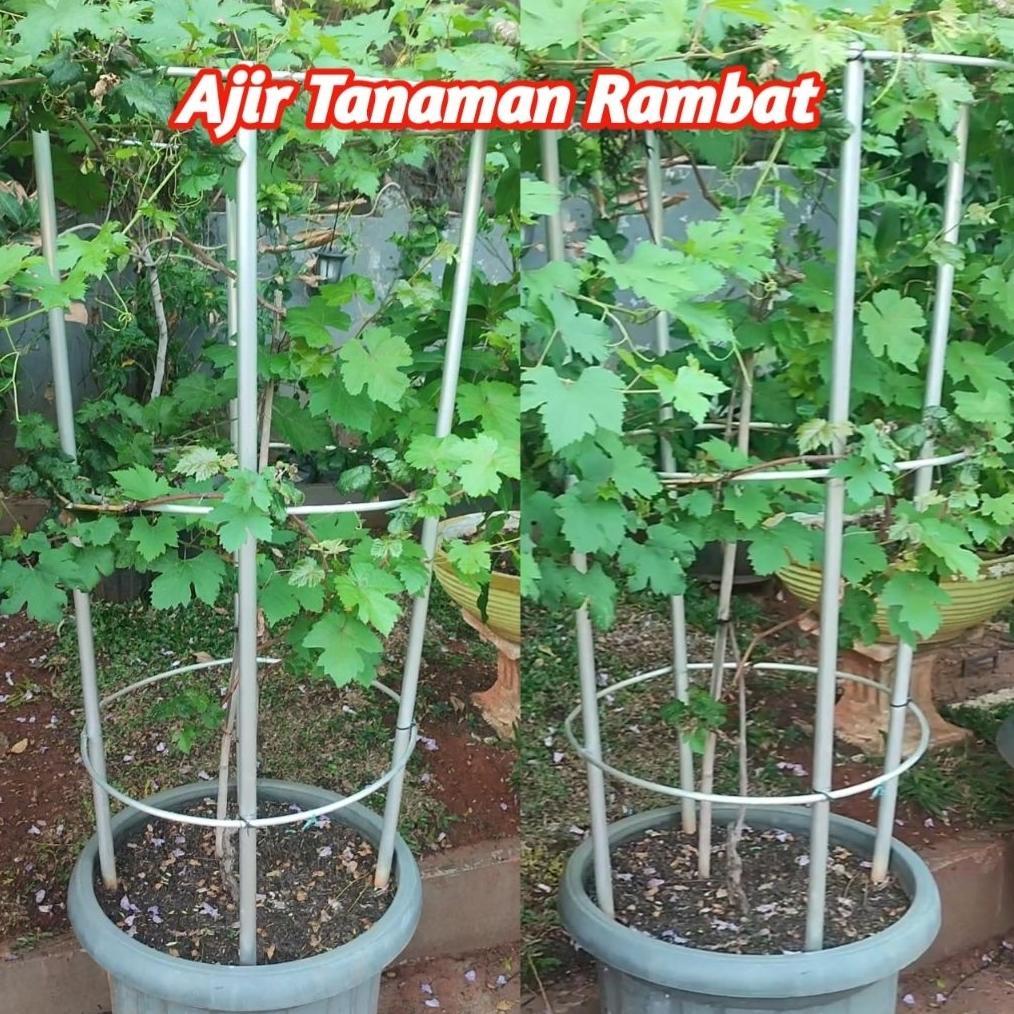 [ZEL] Pipa Rambat - Ajir tabulampot - Ajir Tiang Anggur