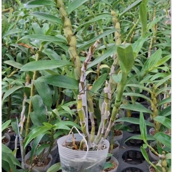 Dendro Nobile Dewasa