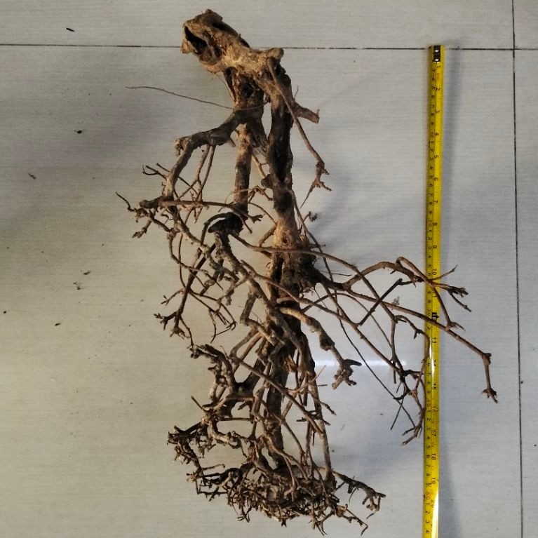 Santigi Pasir Slide 2 - KHUSUS INSTAN Bahan Pohon Bonsai