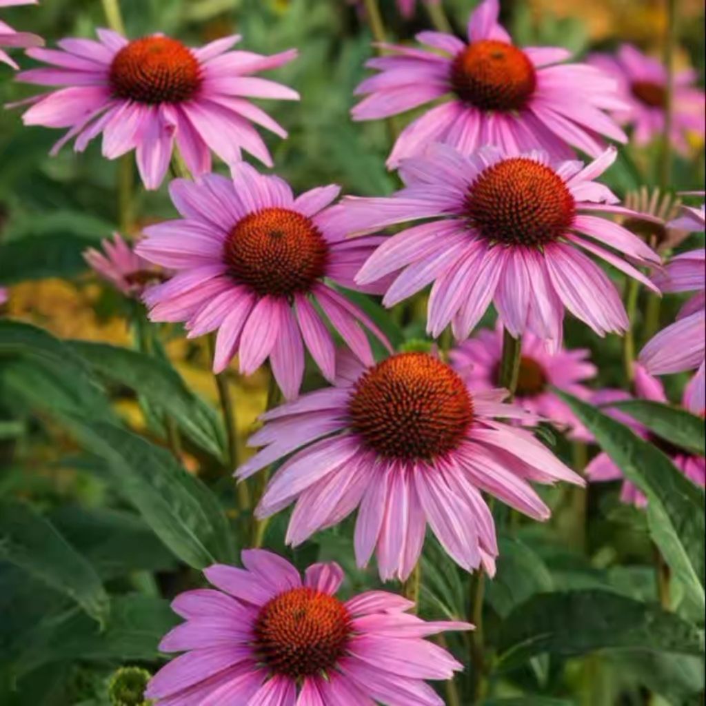 10 Bunga Echinacea Purpurea Benih Bunga Echinacea