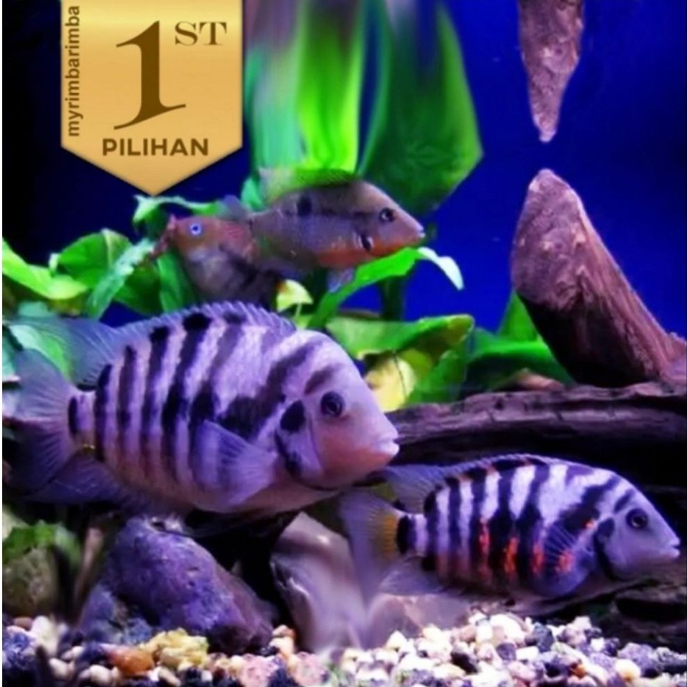 Paket Koloni (Isi10)Purple Convict Cichlid Ikan Hias Aquascape Hiasan Aquarium Tanaman Air