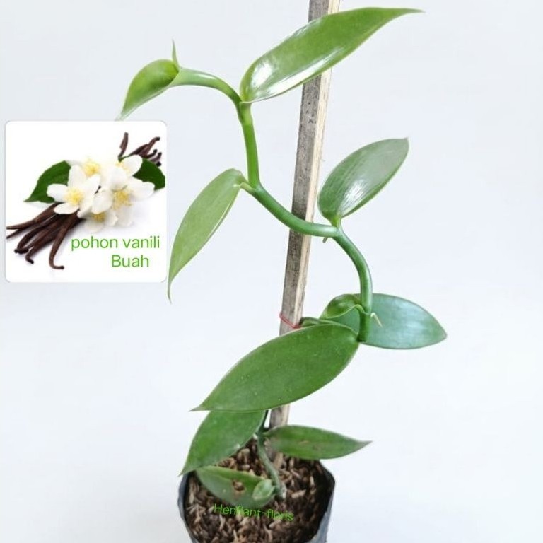 bibit tanaman vanili hujau