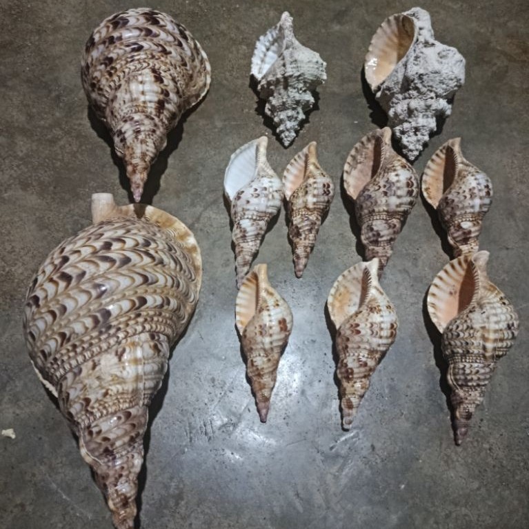 cangkang kerang Triton .