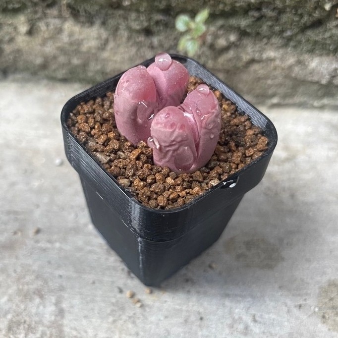Lithops (D)