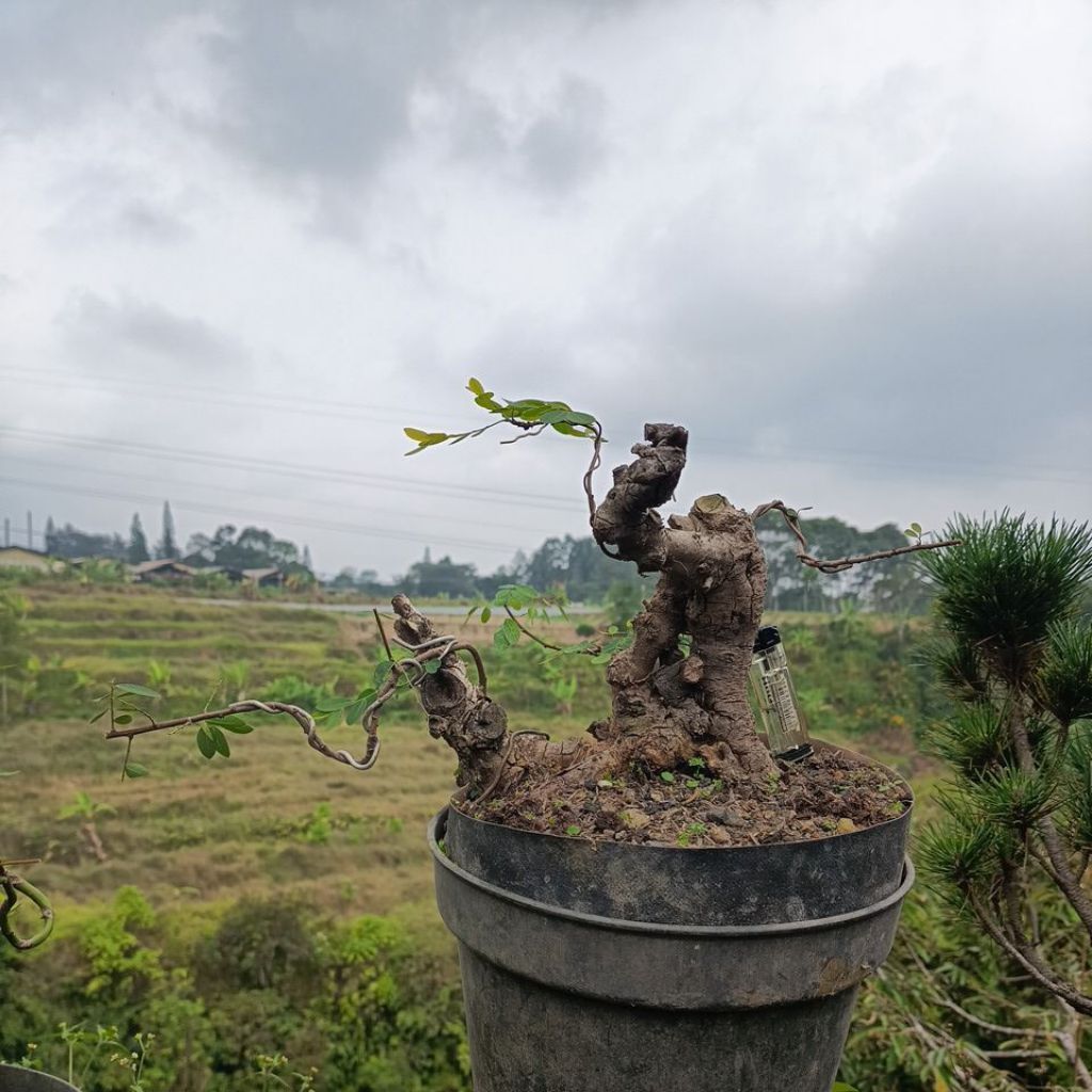 bahan bonsai ileng2 ileng ileng