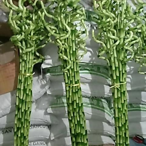 Tanaman Bambu Hoki Spiral/Bambu Hoki Ukuran Besar Terlaris