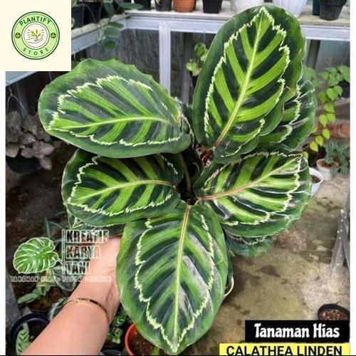 Calathea Linden - Tanaman hias calathea linden