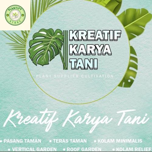 Tanaman hias aglonema coconut delight - Aglonema coconut delight