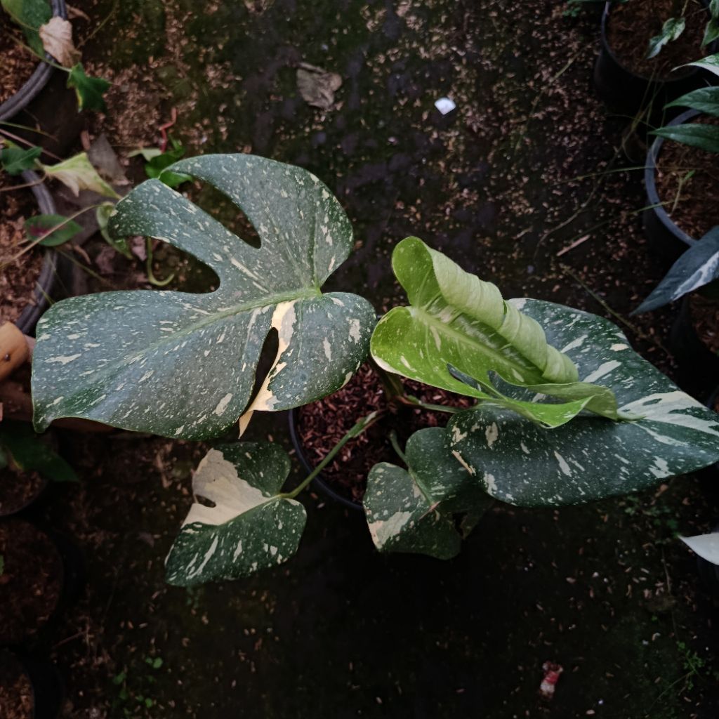 monthai monstera Thai constellation variegata