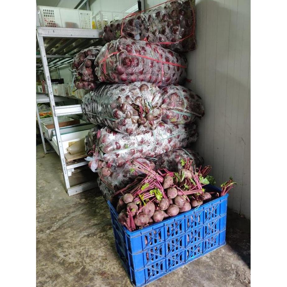 Fruits- Buah Bit Fresh 1Kg / Bit / Beet Root / Buah Segar / Buah Bit
