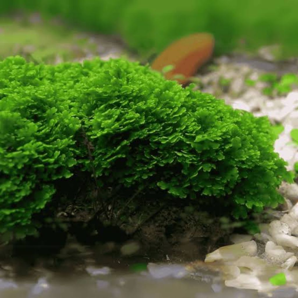 moss aquascape
