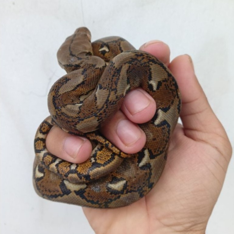 Baby Retic CB Ternak Jinak Makanan Mencit