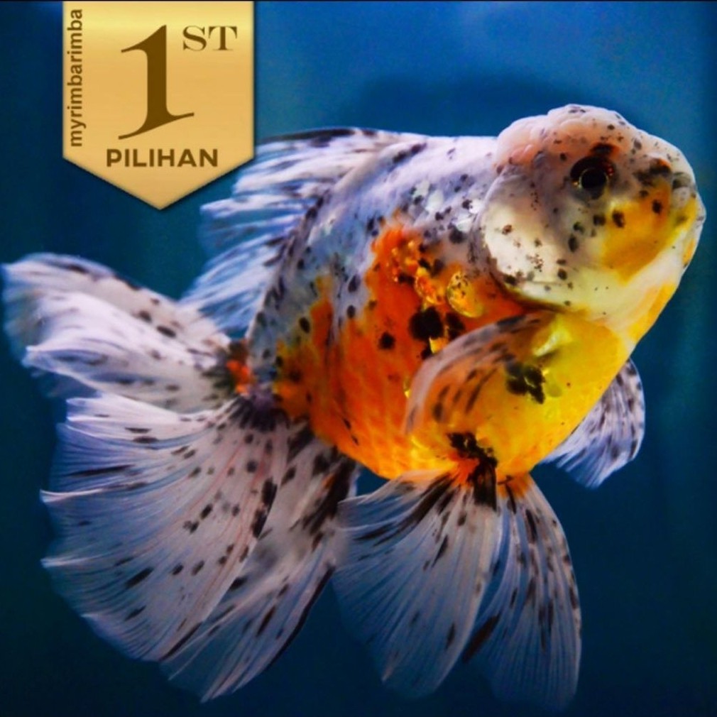Koki Oranda Calico (L) Ikan Hias Kolam Hiasan Aquarium Tanaman Air