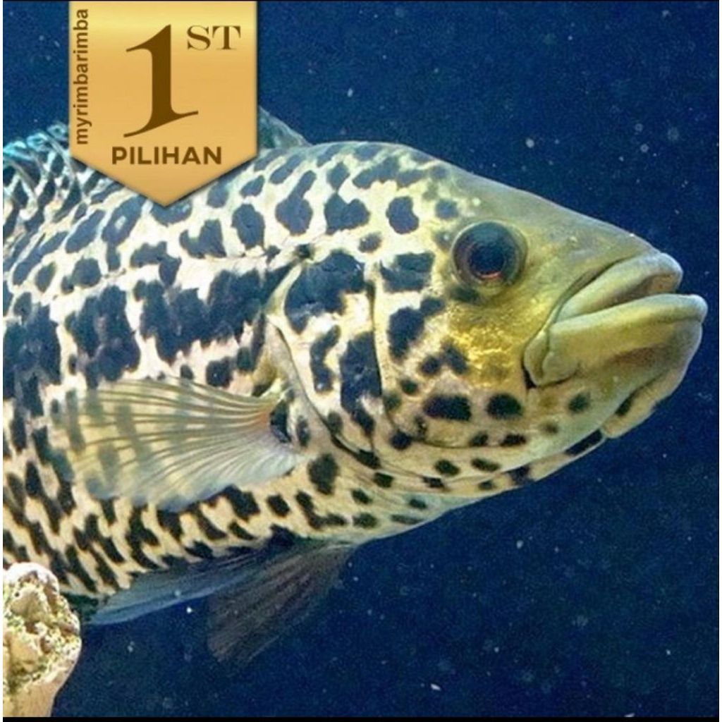 Jaguar Cichlid Managuense Ikan HIas Aquascape Hiasan Aquarium Tanaman