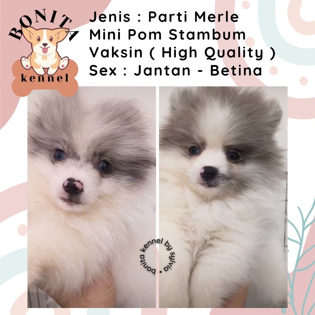 Merle Super Mini Pomeranian Stambum Jantan Betina Anakan Anjing Mini Pom Minipom