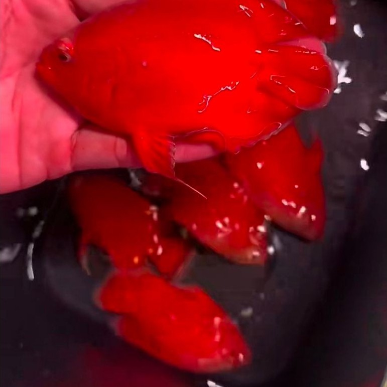 MURAH OSCAR RED NEMO SLAYER GOOD KUALITAS KHUSUS INSTAN DAN SAME DAY