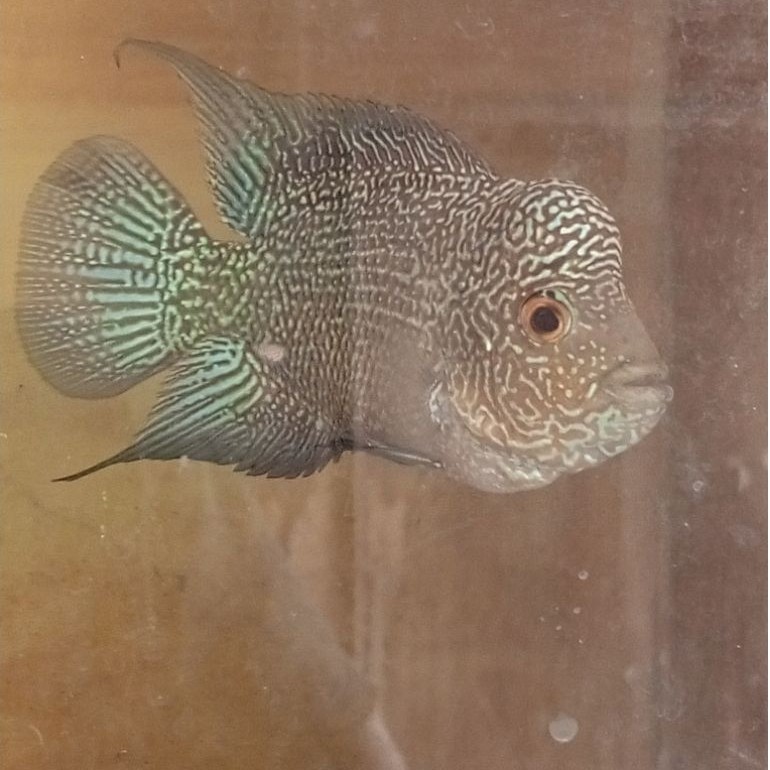 Plastik gambar louhan cencu cilnong full mutiara size 2 jarian (ikan asli)