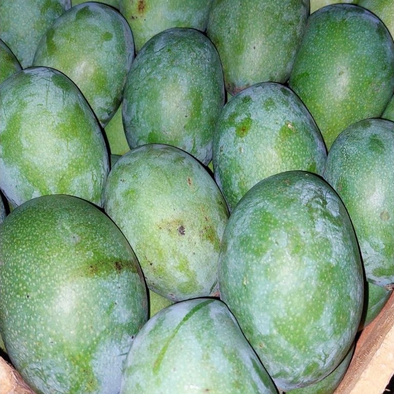 mangga madu harum manis