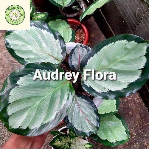 Tanaman Hias Calathea Corona - Calathea Corona