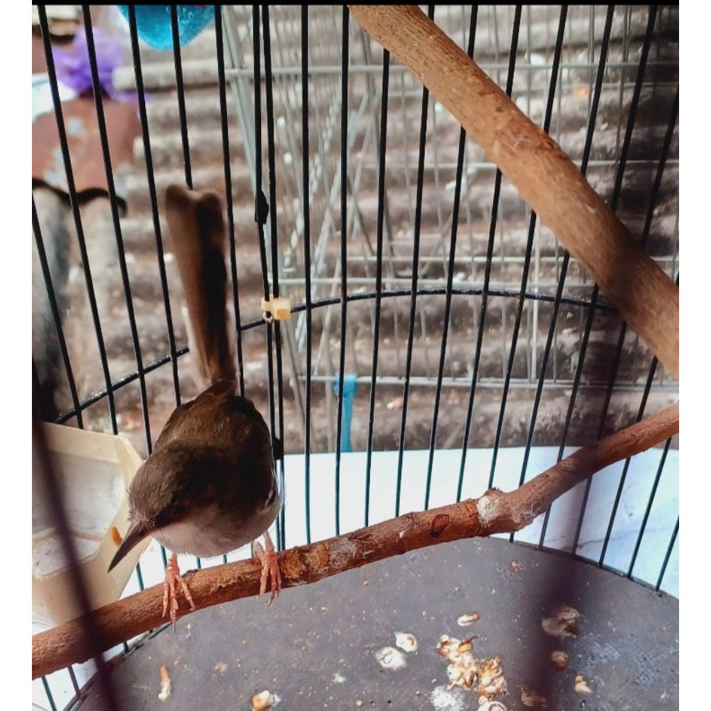 CIBLEK GACORAN SEMI KRISTAL CISEM SUDAH PUDAR NGALUNG RAJIN BUNYI PUR TOTAL KASAR