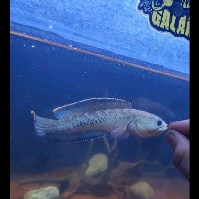 CHANA STEWARTI 15-17CM STOK 1 MENTAL MANGAP SIAP DISPLAY