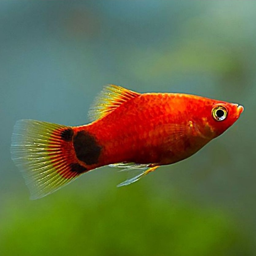 Platy Blood Coral aksesoris Aquarium kolam aquascape bagus