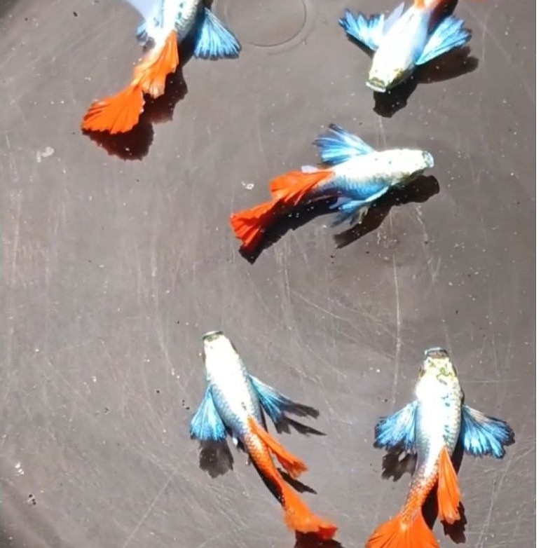 Hiasan Aquarium Guppy Prtde Grade Murah