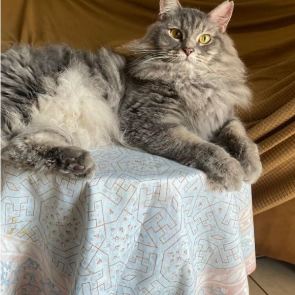 kucing mainecoon betina cantik manja