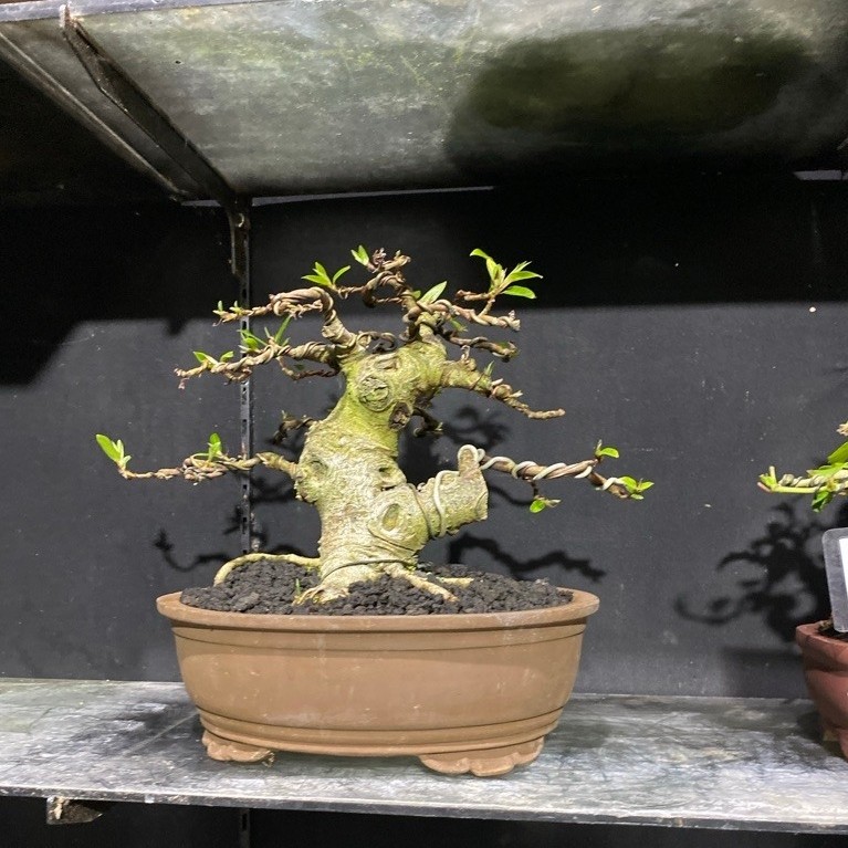 bonsai loa