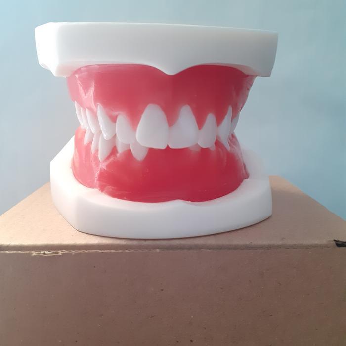 Phantom / Typodont Gusi Lilin ( Model gigi Ortho )