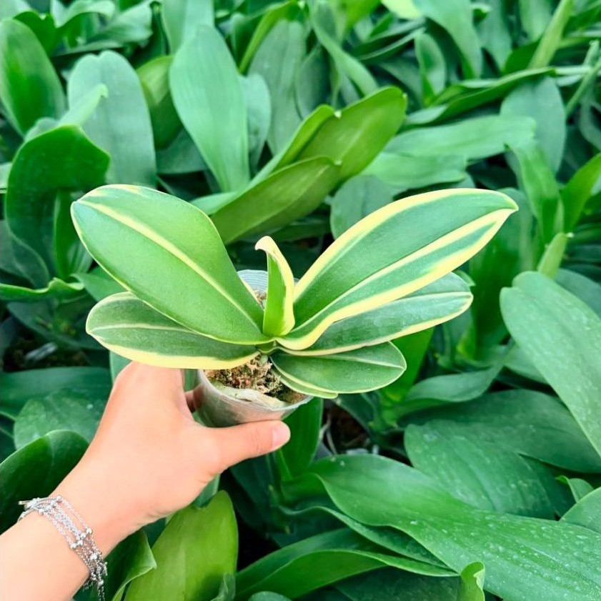 Anggrek Mini Variegata