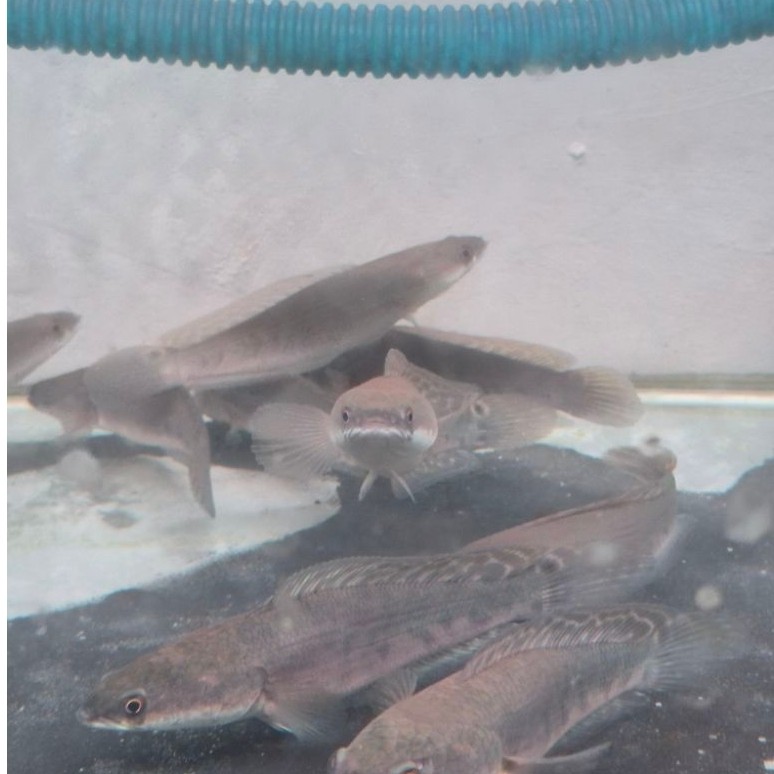 (Seafood) Green Marulius Kaltara Short Body Rare Langkah Colector