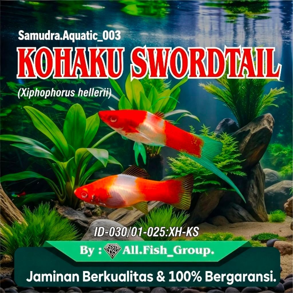 Hiasan Platy Kohaku [02 Ekor] Swordtail sepasang induk Pewarna Aquascape..