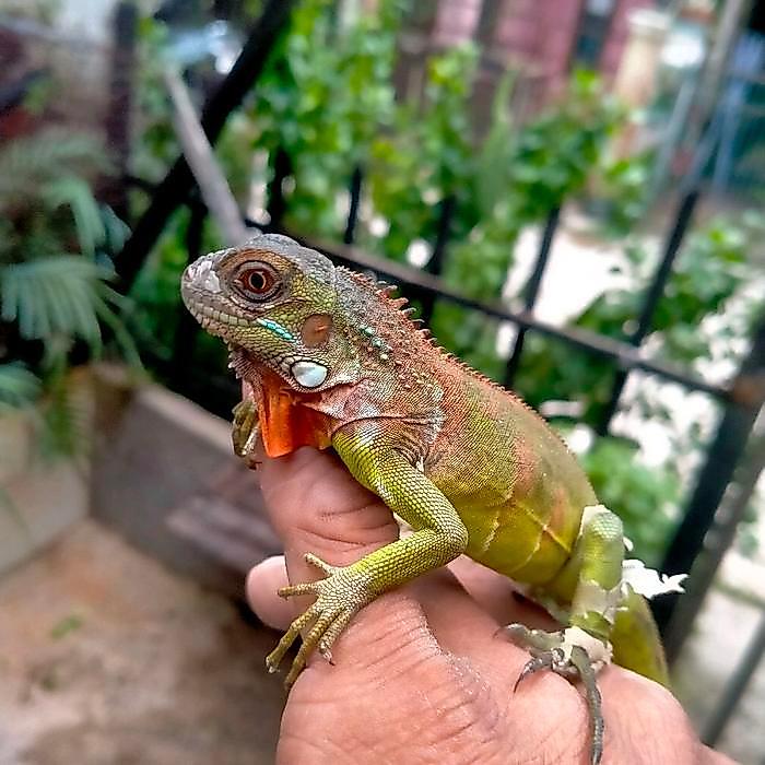 NEW Ready iguana merah red iguana mix