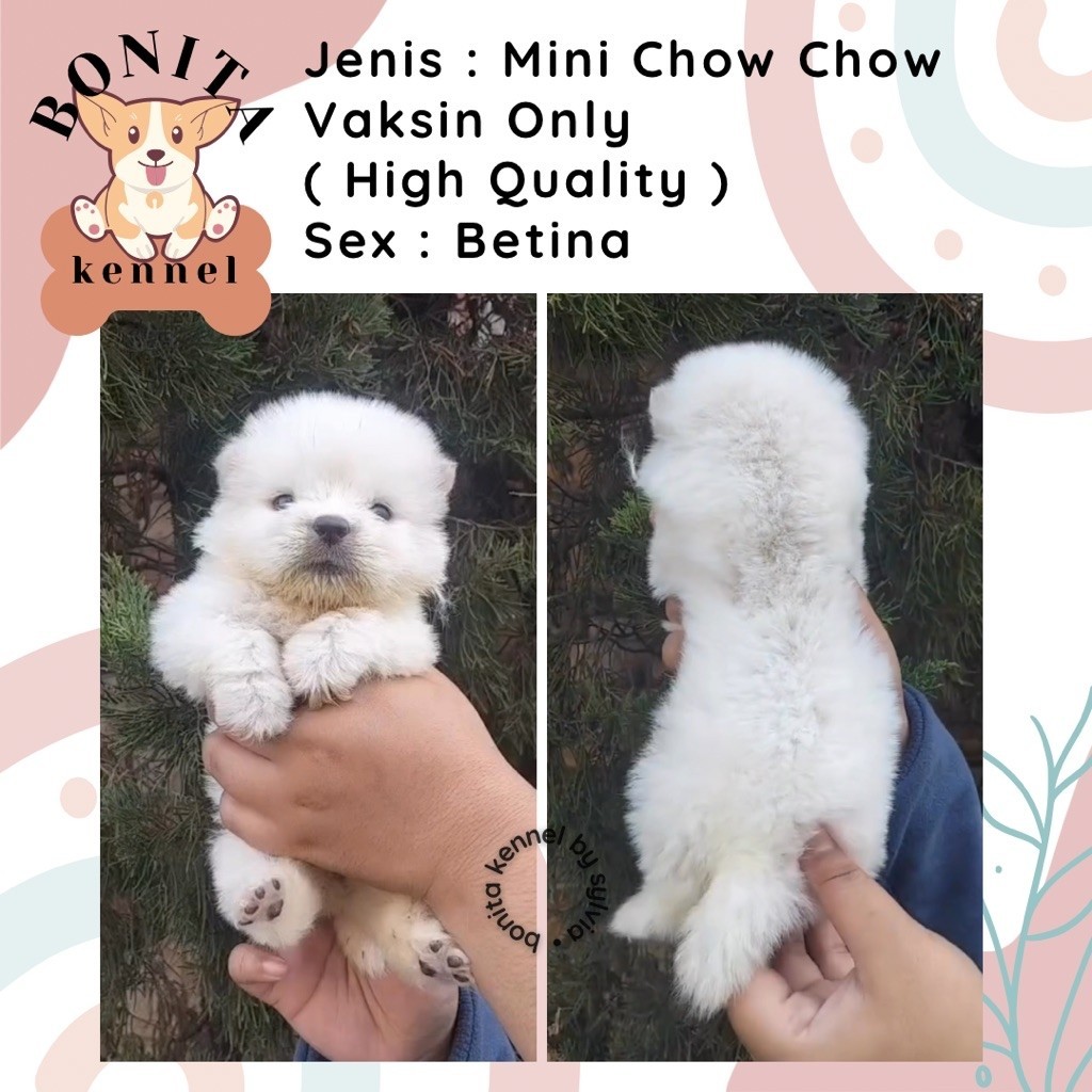 Chow Chow Non Stambum Anjing Chow Chow Jantan Betina