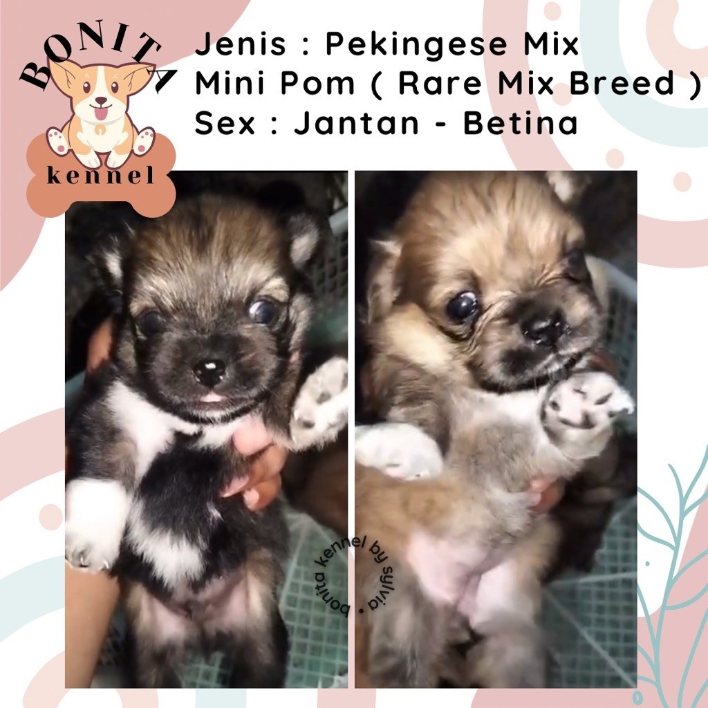 Pekingese Mix Mini Pom Anjing Peking Pomeranian Jantan Betina