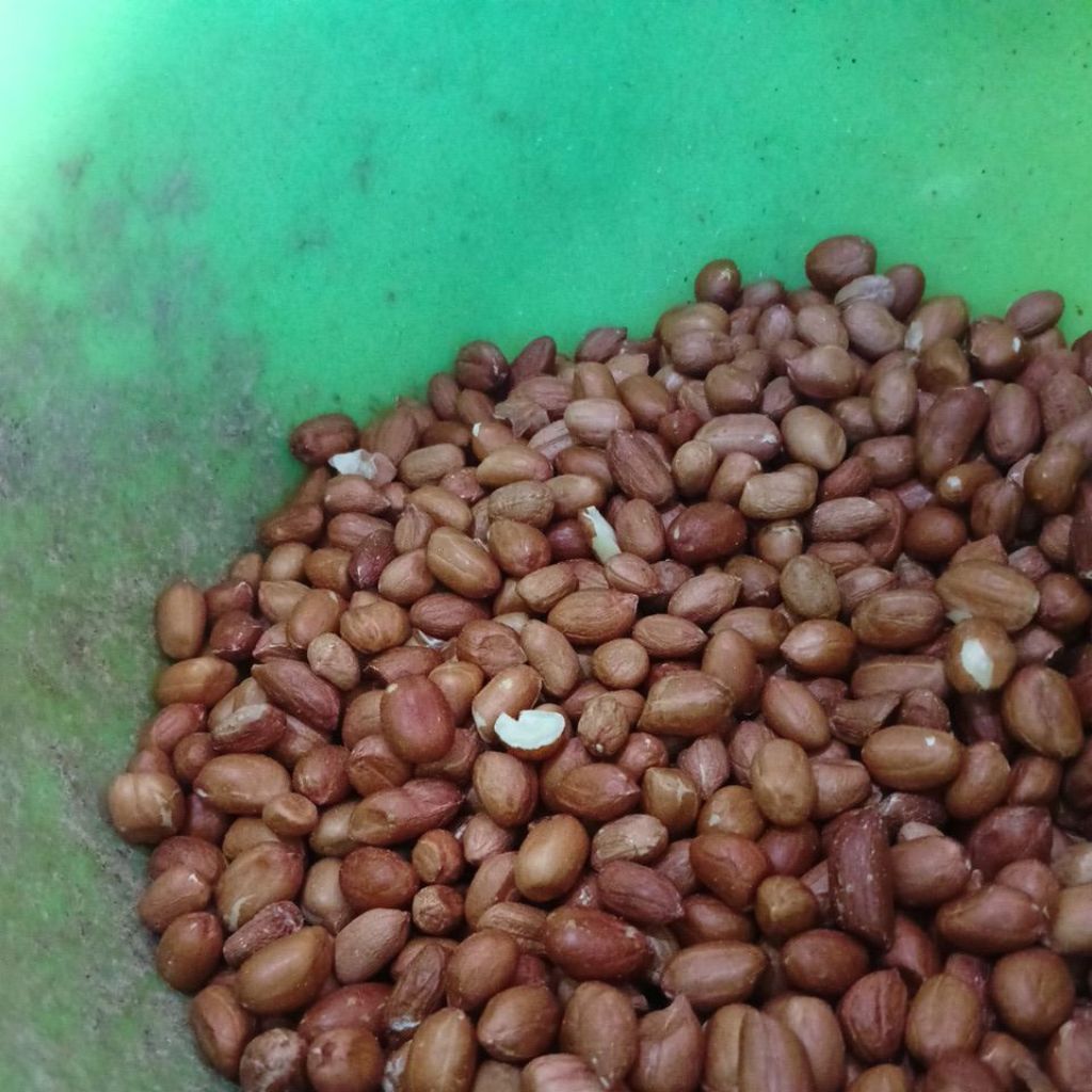 kacang biji import merah