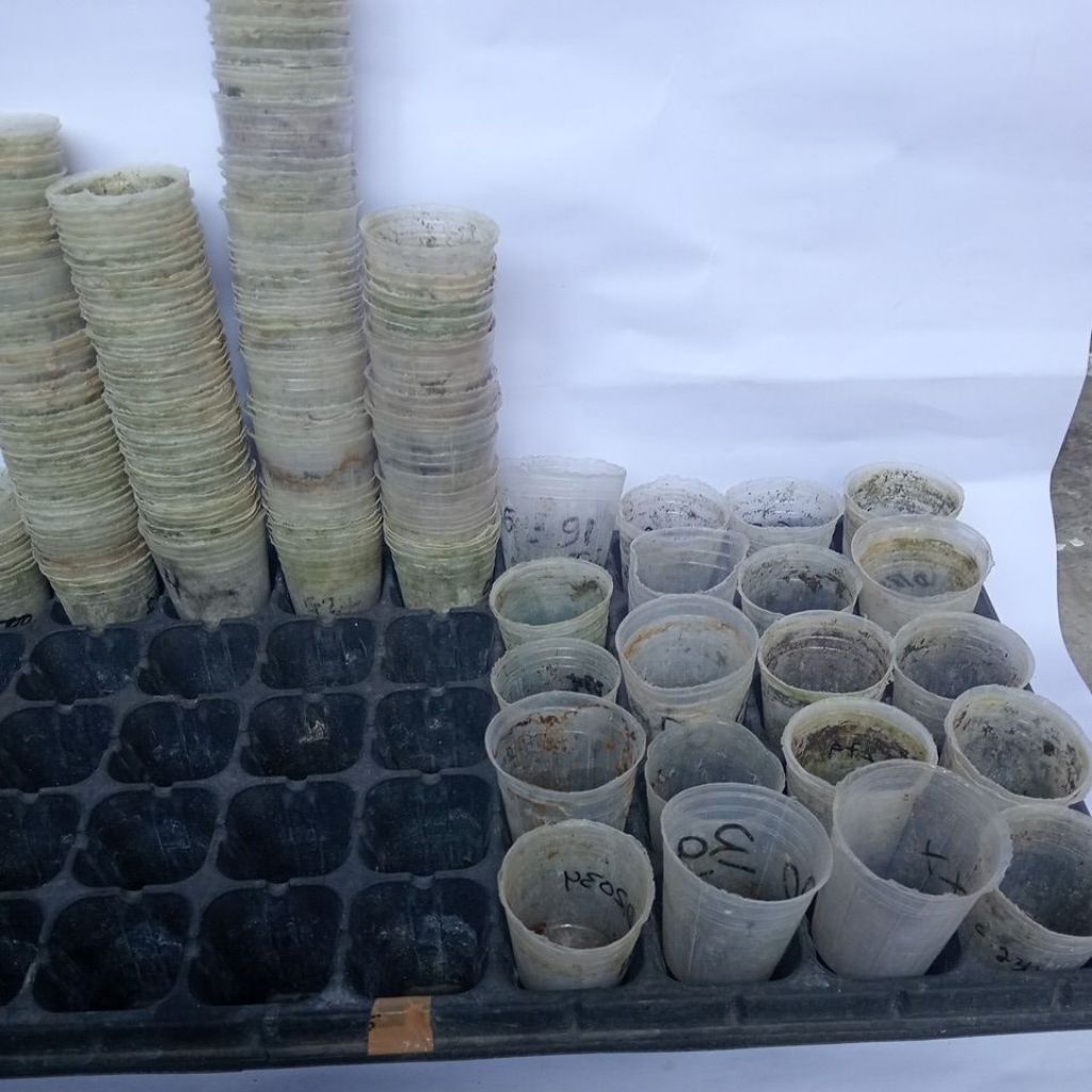 Pot Plastik Transparan Bekas Tanaman 1,5 Inch untuk Seedling Anggrek | Pot Bibit Anggrek Murah