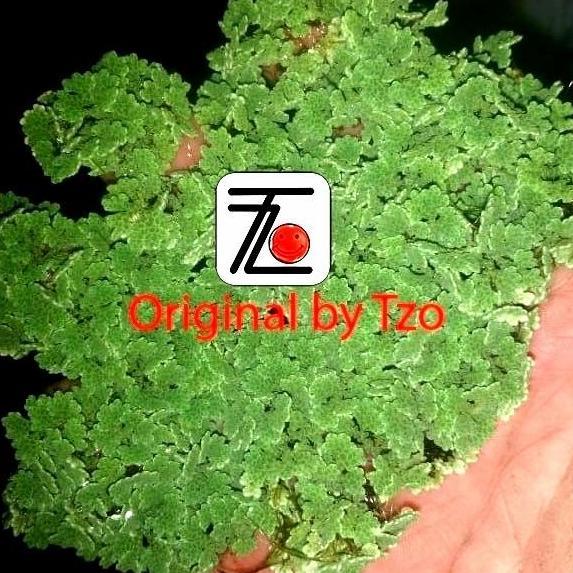 AZOLLA MICROPHYLLA