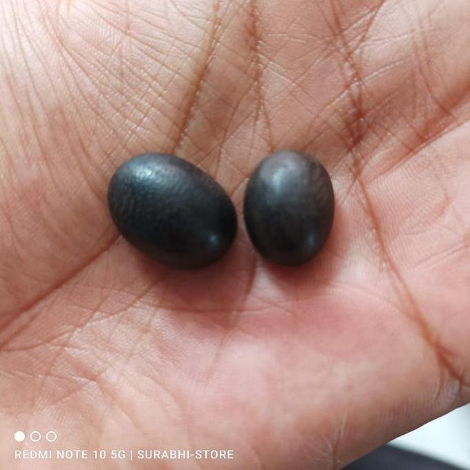 *#*#*#] mata cicin les kayu hitam sukik fosil asli 2