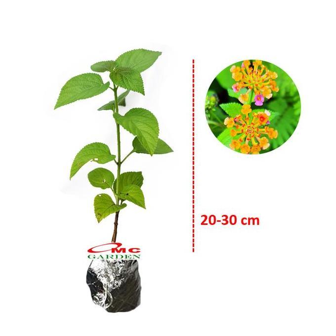 favorit] Lantana Camara Tembelekan Orange Pink Bibit Pohon Berakar Bonsai 2030