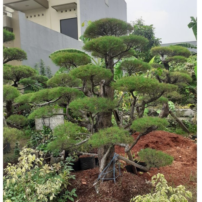 Tanaman pohon bonsai Cemara udang sudah jadi siap pasang. tingi 2mtr